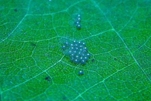 ハスモンヨトウ 夜蛾 ヨトウムシと呼ばれる農業害虫 藤 ヶ 迫 B L O G