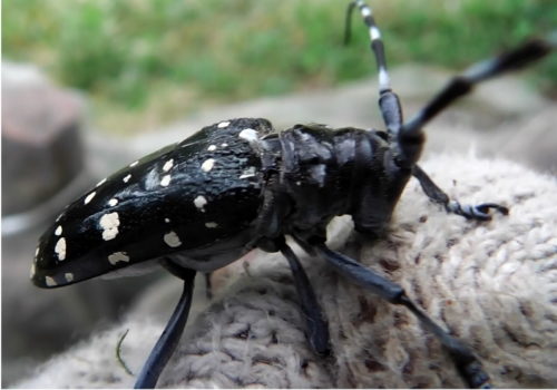 カンキツ類やイチジクなどに集まるカミキリムシを駆除するバイオリサとは 藤 ヶ 迫 B L O G