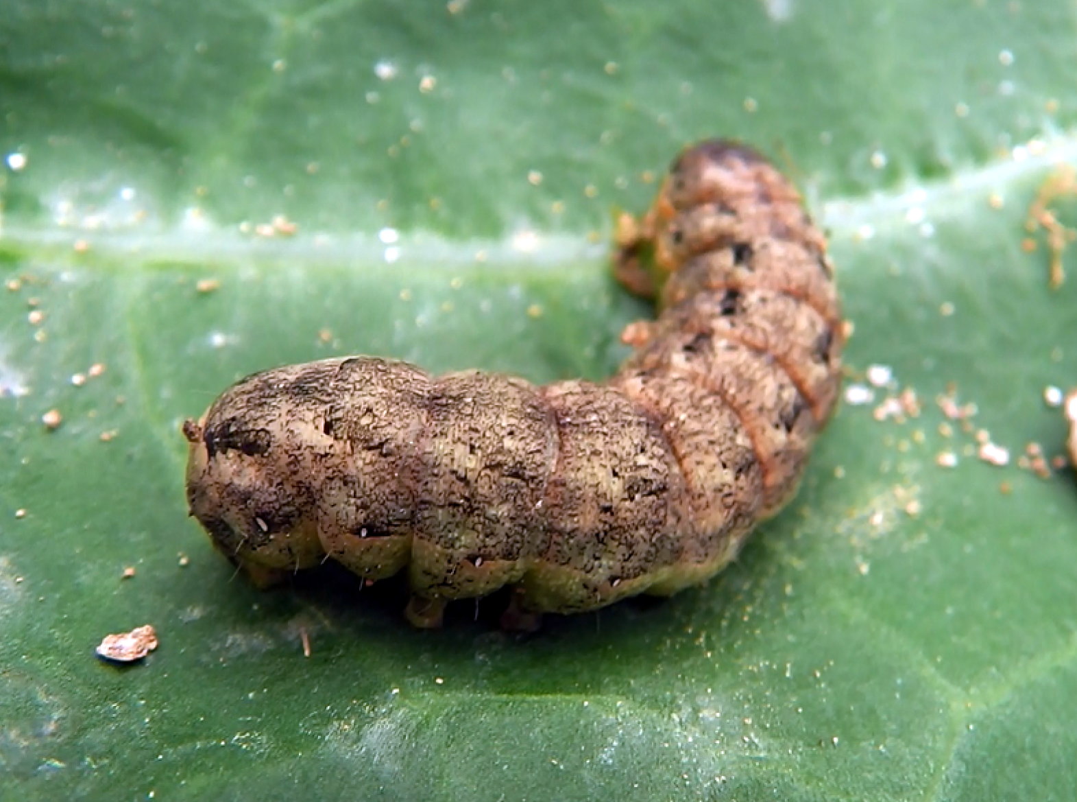 Cabbage Moth larva 藤 ヶ 迫 b l o g