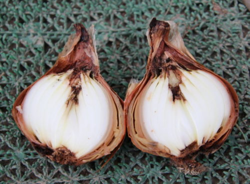 タマネギ 玉葱 の病気に有機農作物の栽培で使用できる銅水和剤系農薬 藤 ヶ 迫 B L O G